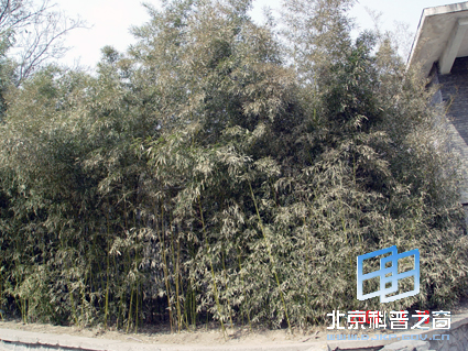 ��Ȼ��ɫ��һ��