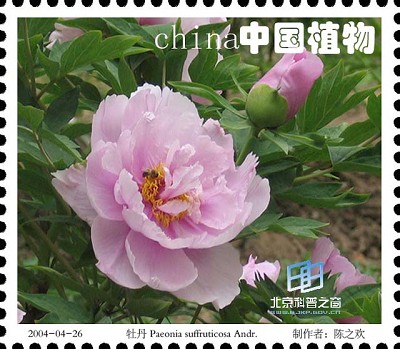 �������ͼ