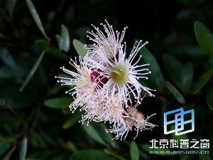 ����ֲ����