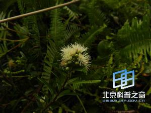 ����ֲ����