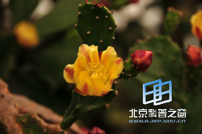 ��������ǿ��������