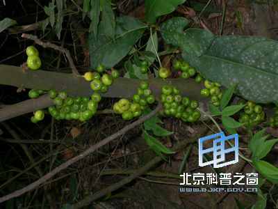 ��Ե��ˮͬľ��ˮ����