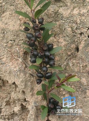 ����ֲ����