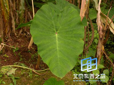 �뷬����������