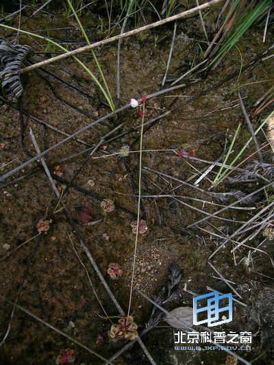 ��ʱ�Ѽ��Ĳ���ֲ��é���