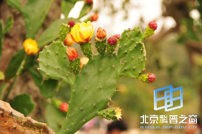 ��������ǿ��������