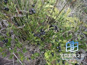 ����ֲ����