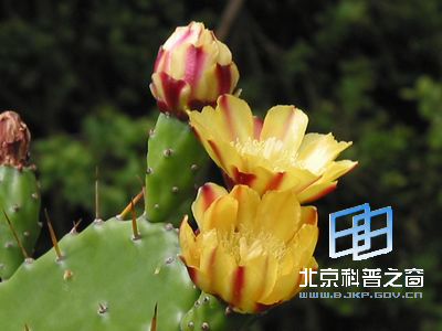 ��������ǿ��������