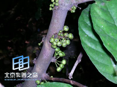 ��Ե��ˮͬľ��ˮ����