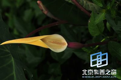 �뷬����������