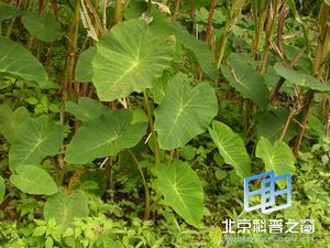 �뷬����������