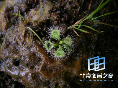 ��ʱ�Ѽ��Ĳ���ֲ��é���