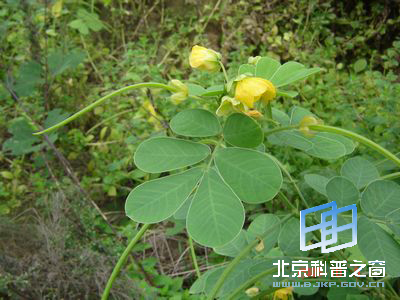 ��ɢ������ǿ�ľ���