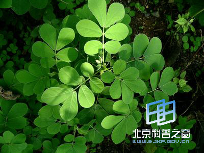 ��ɢ������ǿ�ľ���