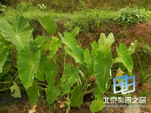 �뷬����������