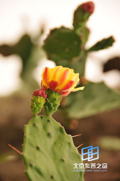 ��������ǿ��������