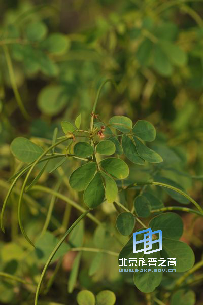 ��ɢ������ǿ�ľ���