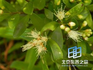 ����ֲ����