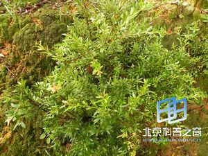 ����ֲ����