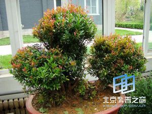 ����ֲ����