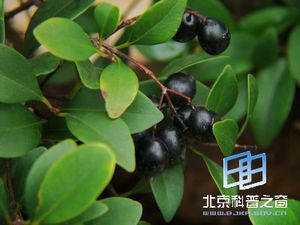 ����ֲ����