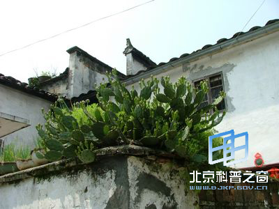 ��������ǿ��������