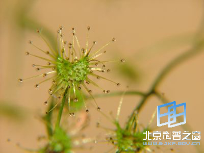 ��ʱ�Ѽ��Ĳ���ֲ��é���