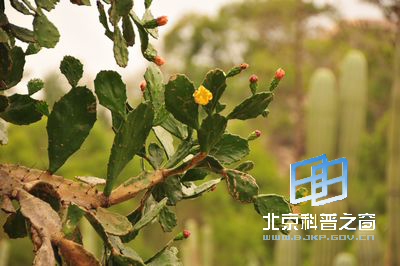 ��������ǿ��������