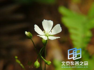 ��ʱ�Ѽ��Ĳ���ֲ��é���